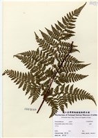 藏品(碗蕨)的圖片